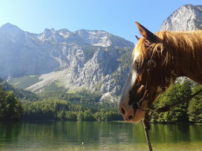 Ferienwohnung Hochsteinalm Traunkirchen Luaran gambar